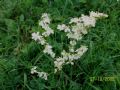 Filipendula vulgaris